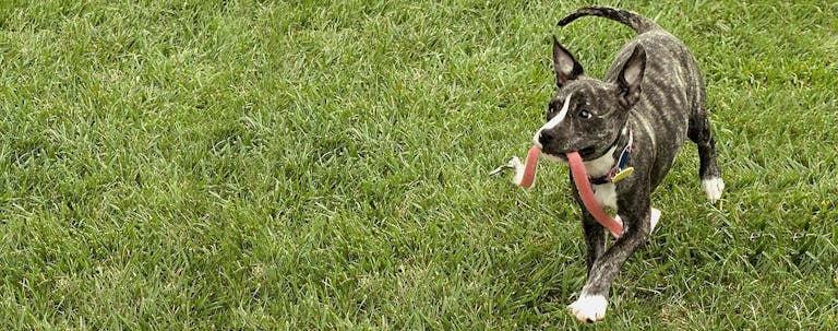 How to Train a Puppy to Not Bark When Playing How to Train a Puppy to Not Bark When Playing